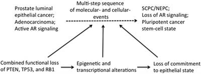 Frontiers Function Of Tumor Suppressors In Resistance To Antiandrogen